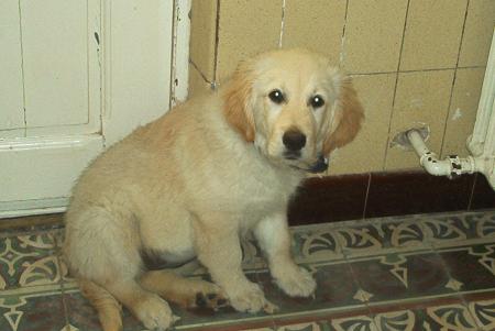 mon petit chien